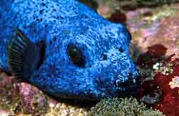 blue_puffer_fish.jpg